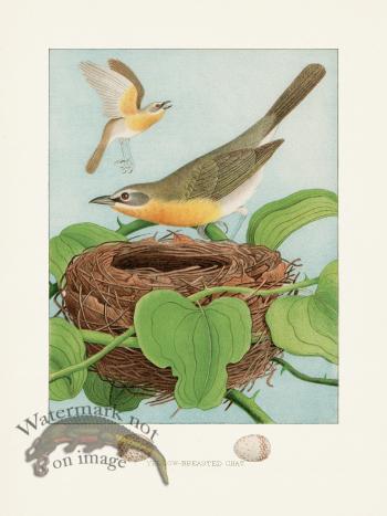 Thomas Gentry Bird 12